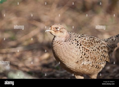 Hen pheasant hi-res stock photography and images - Alamy