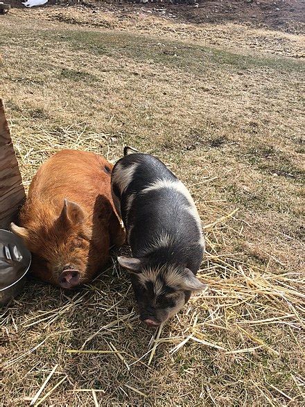 11+ Kunekune Breeding - EunjuAilise