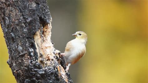 American Goldfinch (Carduelis Tristis), During Southern Fall Migration ...