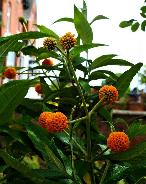 Orange Butterfly Bush Globosa