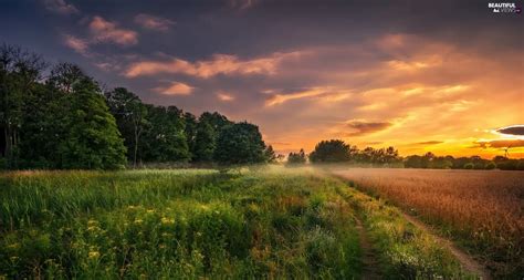 trees, viewes, Meadow, Sunrise, field - Beautiful views wallpapers: 2048x1095