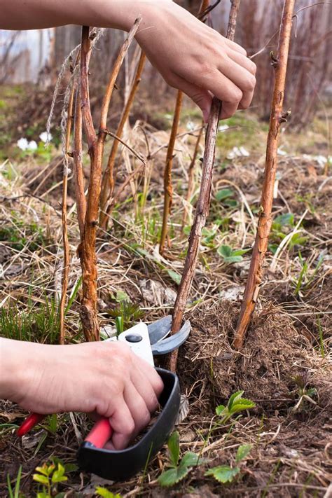 Cięcie malin - kiedy i jak ciąć maliny w ogrodzie? Uprawa malin - murator.pl