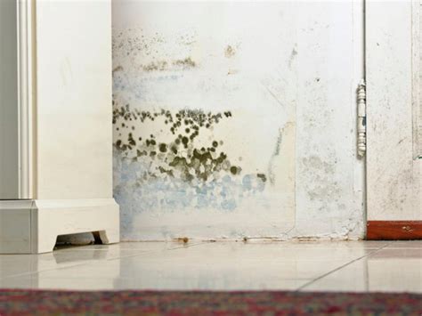 Common Types of Mold in Homes | HGTV