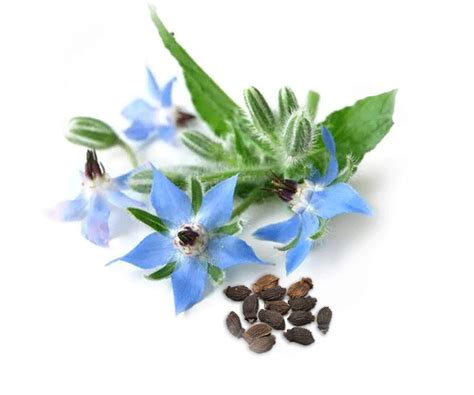 Refined BORAGE seed oil ‣ Parodi Nutra