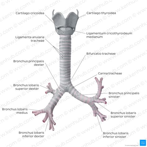 Larynx Trachea Anatomie Der Unteren Atemwege - vrogue.co