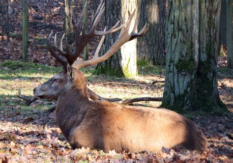 Free Images : wild, horn, autumn, mammal, fauna, antler, graze, capital ...