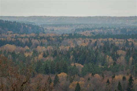 Misty Forest in Foggy Morning Autumn. Far Horizon Stock Image - Image ...