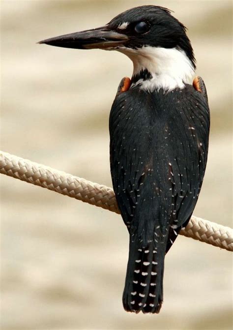 Ringed Kingfisher - BirdForum Opus | BirdForum