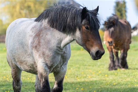 All About the Ardennes Horse | Love the Energy