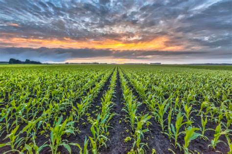 University of Minnesota develops new tool to help farmers make crop ...