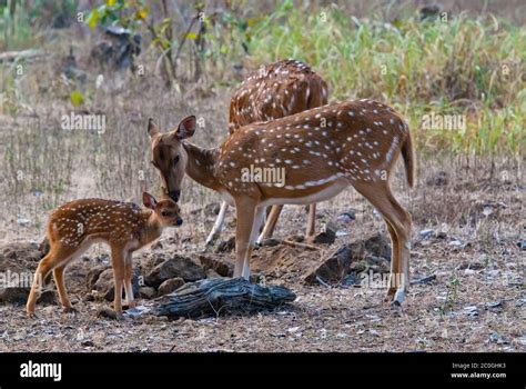 Axis (spotted) deer doe and fawn (Axis axis) in Bandhavgarh National ...