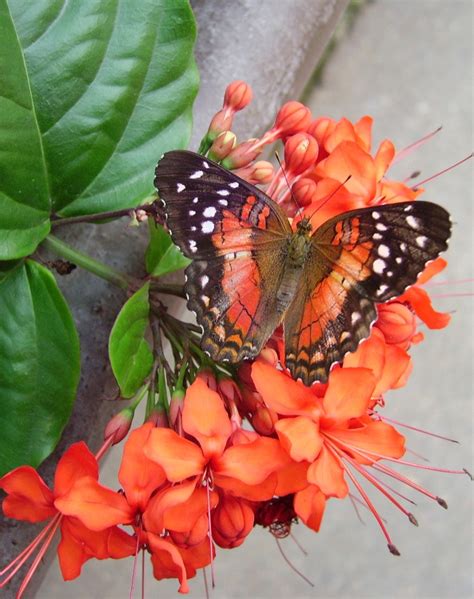 Butterfly Pavilion | Westminster, CO | travel log: