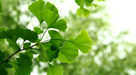 Ginkgo Biloba benefits: how this supplement is helpful to you- Healthkart