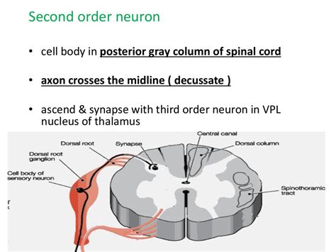 Ascending and descending tracts of spinal cord