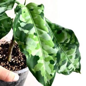 Easy Aglaonema Pictum Tricolor Care & Propagation! | Sprouts and Stems