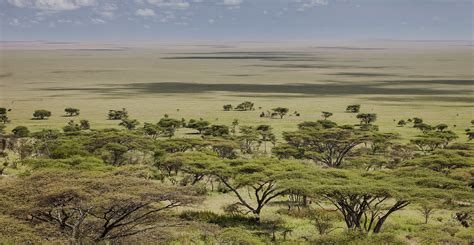 Farming Africa's wet savannahs would have a high climate cost, study warns - Carbon Brief