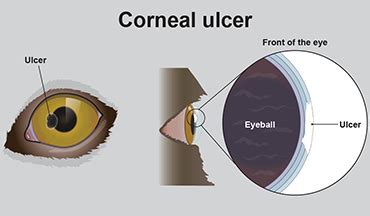 Eye ulcers (corneal ulcers) in dogs - PDSA