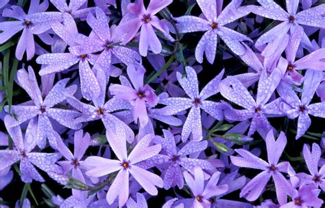 Kentucky Native Plant and Wildlife: Plant of the Week: Starry Cleft ...