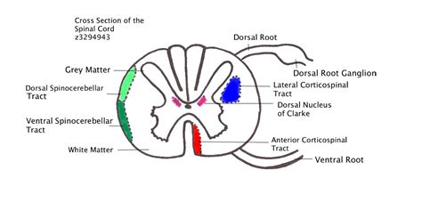 Spinal Cord Cross Section Histology Labeled