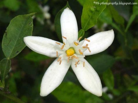 Orange Blossoms | Nature, Cultural, and Travel Photography Blog