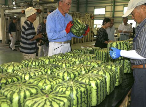 [Hidden Wonders of Japan] Square-Shaped Watermelon Production in Full ...