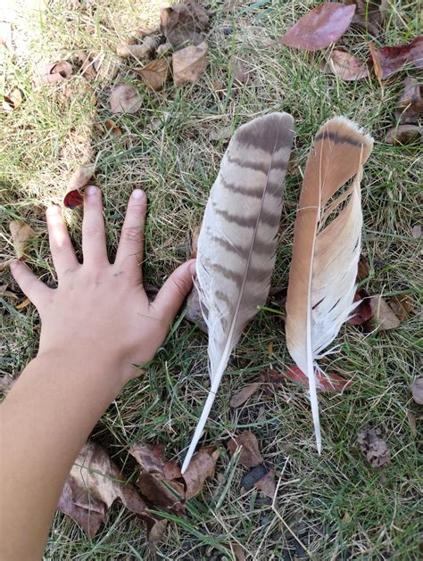 I found two red tailed hawk feathers in my yard I know I can't keep but thought it's cool : r ...