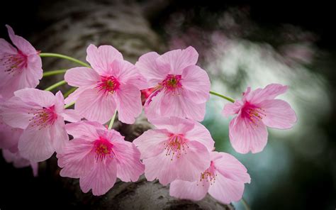 Japanese Spring Flowers Pink Striped Blossoms In A Park Osaka Japan Desktop Hd Wallpaper For Pc ...