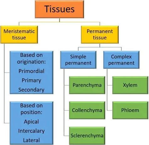 Difference Between Meristematic and Permanent Tissue (with Comparison ...