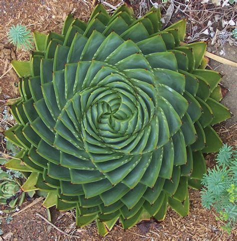 Spiral Aloe (Aloe polyphylla) - URBAN GARDENING IDEAS