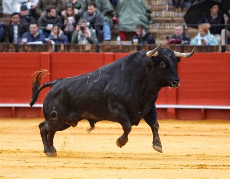 “El toro es un atleta y merece una alimentación especial toda su vida ...