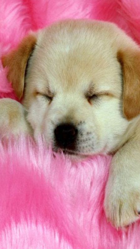 Sleeping Puppy Wallpaper Download | MobCup