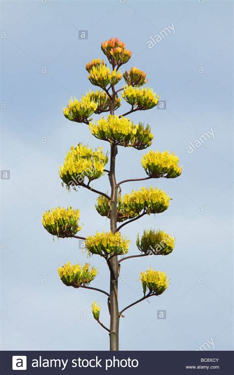 Parry's Agave Century Plant Agave parryi in bloom Stock Photo, Royalty Free Image: 24782603 - Alamy