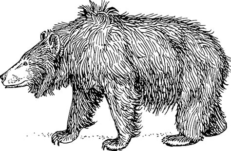 Grizzly Niedźwiedź Brunatny · Darmowa grafika wektorowa na Pixabay