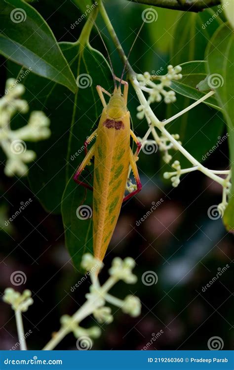 Grasshopper on the plant stock photo. Image of eating - 219260360