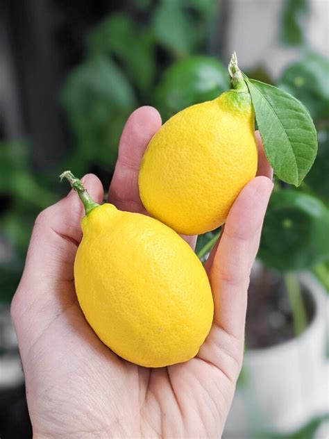 Meyer Lemon Tree Care: Growing a Meyer Lemon Tree in a Pot