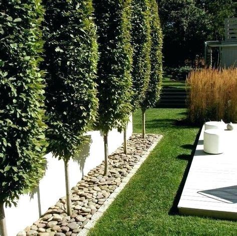 privacy fence shrubs and trees best shrubs for fence line homely ...