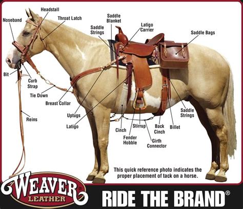 English & Western Tack Department | Sunset Feed & Supply Miami