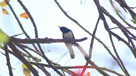 Male oriental magpie robin singing march 2020 - YouTube