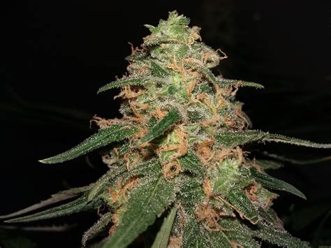 Shiva Skunk (von Sensi Seeds) :: SeedFinder :: Sorten Info