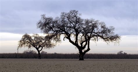 Q&A’s about Valley Oak trees