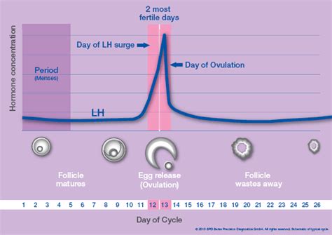 Relations Between LH Surge and Ovulation & How to Detect LH Surge | New Health Advisor