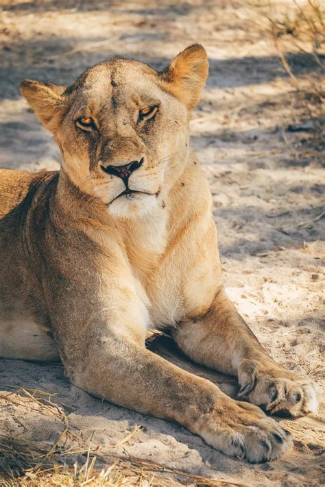 The Amazing Etosha National Park In Namibia • Ultimate Safari Guide