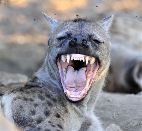 Hyena mother showing her teeth. | A nice hyena den just next… | Flickr