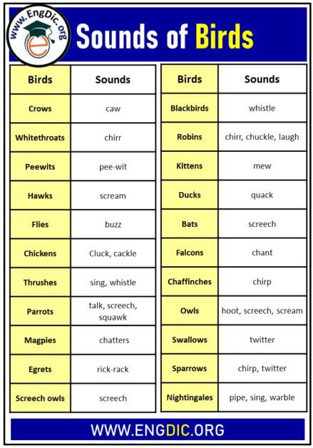 Sounds of Birds in English – List of Birds Cries - EngDic