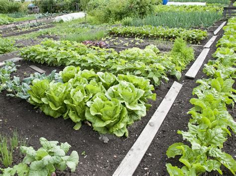 How To Harvest Romaine Lettuce For Maximum Yield