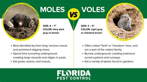 Moles vs Voles | Differences Between Voles & Moles | Florida Pest Control