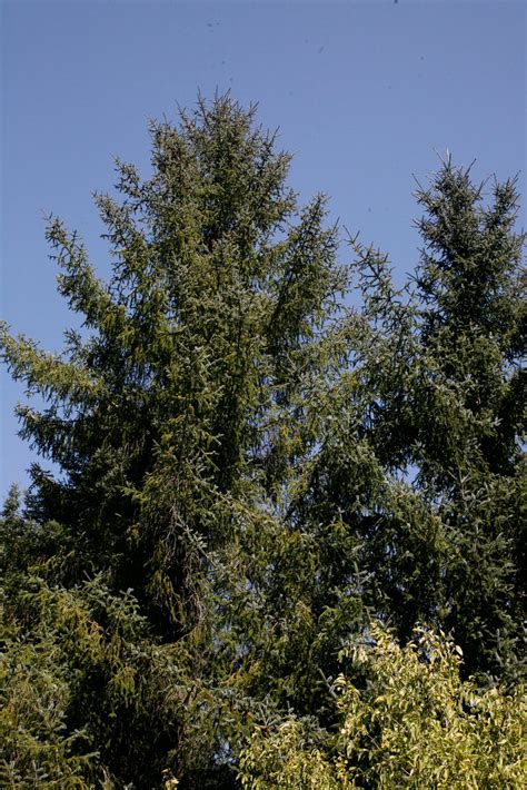 Tree Identification: Picea sitchensis - Sitka Spruce