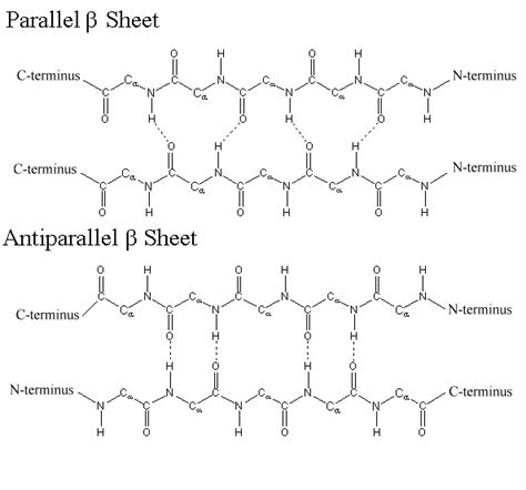 Difference in preferred amino acids for parallel vs. antiparallel beta ...