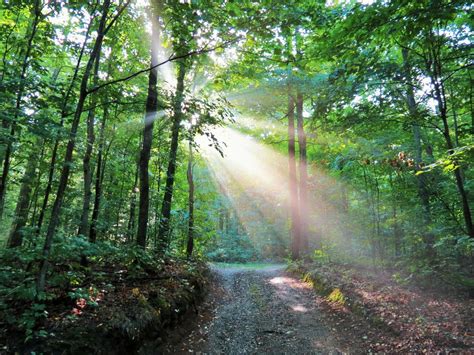 Sunrise in the Woods | Smithsonian Photo Contest | Smithsonian Magazine