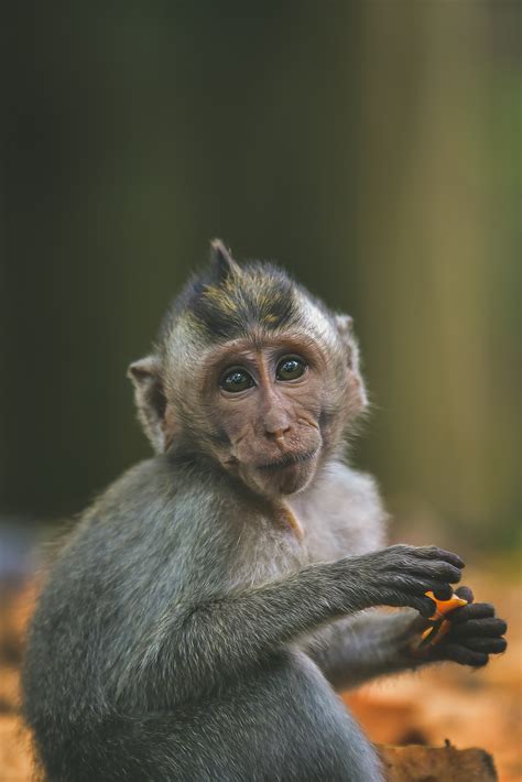 Balinese Monkeys | KyleMerriman.com